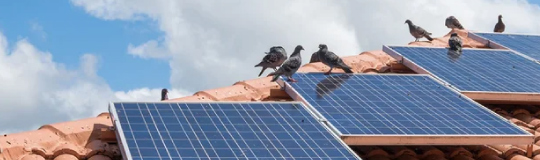 Solar-Panel-Bird-Proofing-Deterrents